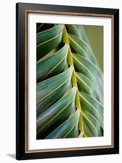 Palma II-Susan Bryant-Framed Photographic Print