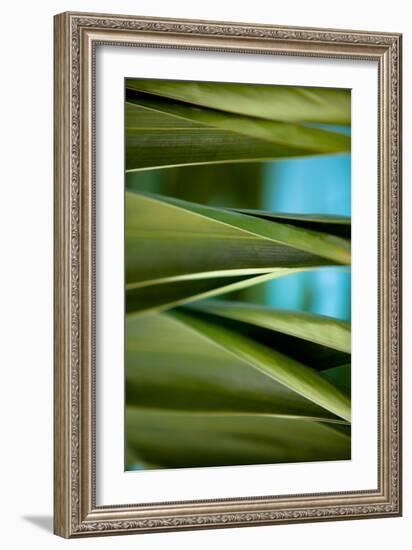 Palma III-Susan Bryant-Framed Photographic Print