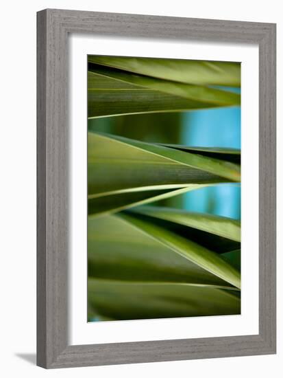 Palma III-Susan Bryant-Framed Photographic Print