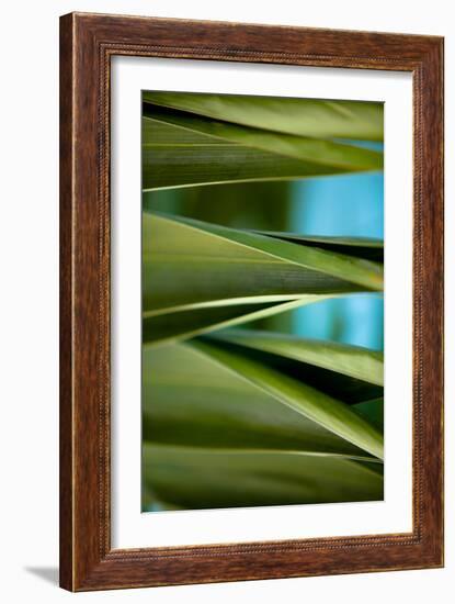 Palma III-Susan Bryant-Framed Photographic Print