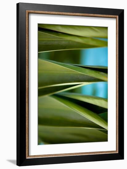 Palma III-Susan Bryant-Framed Photographic Print