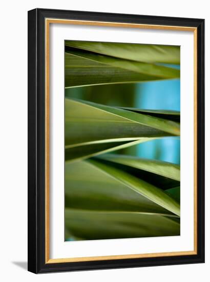 Palma III-Susan Bryant-Framed Photographic Print