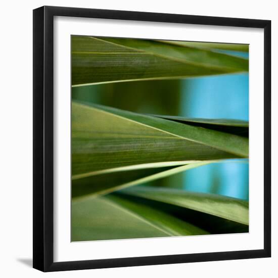 Palma III-Susan Bryant-Framed Photographic Print