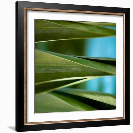 Palma III-Susan Bryant-Framed Photographic Print