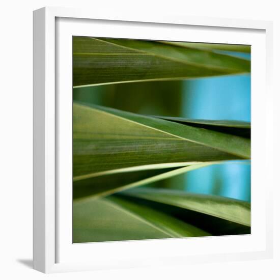 Palma III-Susan Bryant-Framed Photographic Print