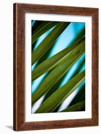 Palma IV-Susan Bryant-Framed Photographic Print