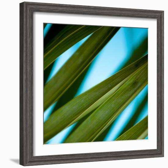 Palma IV-Susan Bryant-Framed Photographic Print