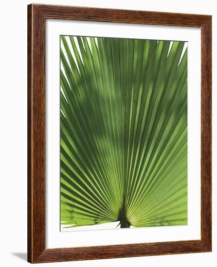 Palma - Vigo-Ben Wood-Framed Giclee Print