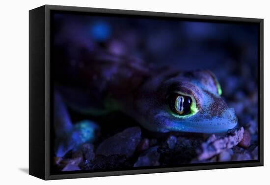 Palmated gecko with fluorescent body areas under UV-Emanuele Biggi-Framed Premier Image Canvas