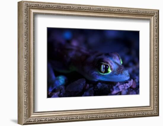 Palmated gecko with fluorescent body areas under UV-Emanuele Biggi-Framed Photographic Print