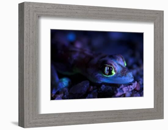 Palmated gecko with fluorescent body areas under UV-Emanuele Biggi-Framed Photographic Print