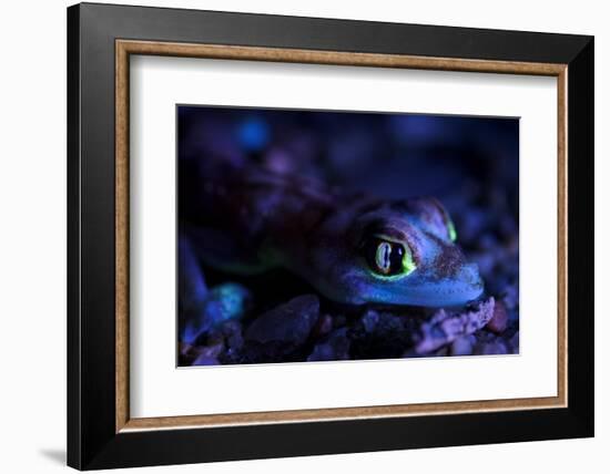 Palmated gecko with fluorescent body areas under UV-Emanuele Biggi-Framed Photographic Print