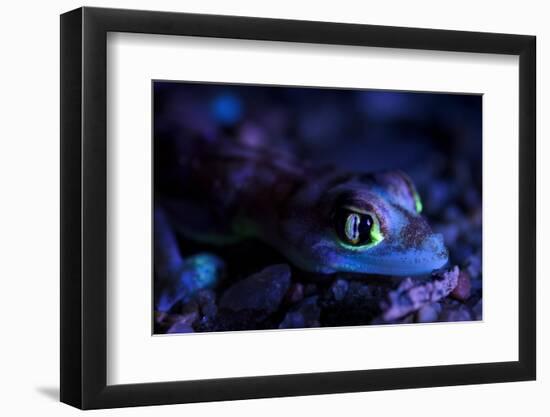 Palmated gecko with fluorescent body areas under UV-Emanuele Biggi-Framed Photographic Print