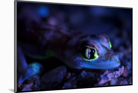 Palmated gecko with fluorescent body areas under UV-Emanuele Biggi-Mounted Photographic Print