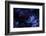 Palmated gecko with fluorescent body areas under UV-Emanuele Biggi-Framed Photographic Print