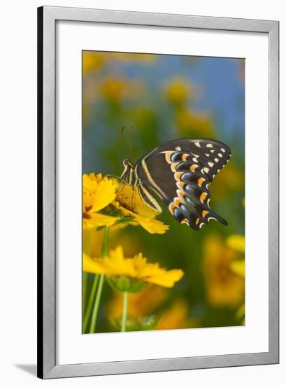 Palmates Swallowtail Butterfly-Darrell Gulin-Framed Photographic Print