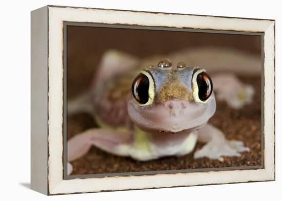 Palmato Gecko Close Up of the Head with Water Droplets-null-Framed Premier Image Canvas