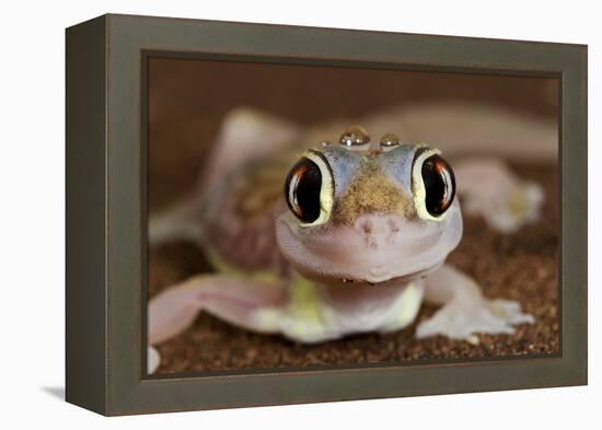 Palmato Gecko Close Up of the Head with Water Droplets-null-Framed Premier Image Canvas