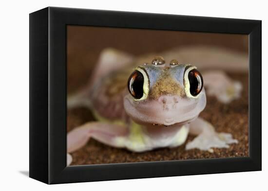 Palmato Gecko Close Up of the Head with Water Droplets-null-Framed Premier Image Canvas