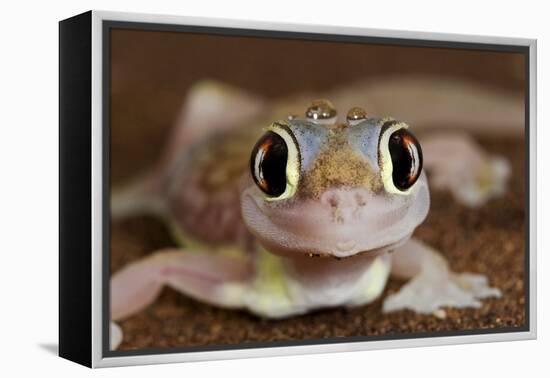 Palmato Gecko Close Up of the Head with Water Droplets-null-Framed Premier Image Canvas