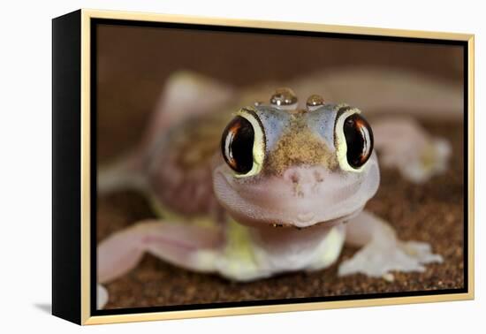 Palmato Gecko Close Up of the Head with Water Droplets-null-Framed Premier Image Canvas