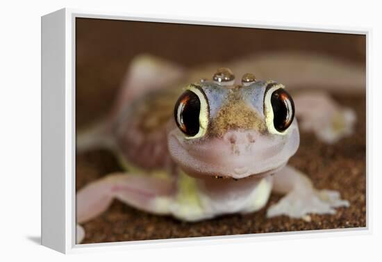 Palmato Gecko Close Up of the Head with Water Droplets-null-Framed Premier Image Canvas