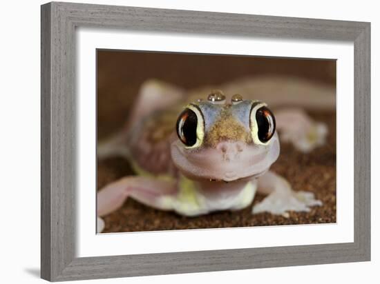 Palmato Gecko Close Up of the Head with Water Droplets-null-Framed Photographic Print