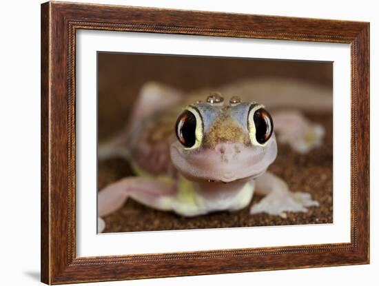 Palmato Gecko Close Up of the Head with Water Droplets-null-Framed Photographic Print