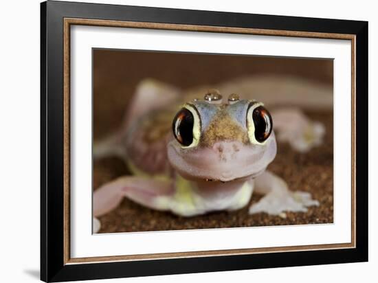 Palmato Gecko Close Up of the Head with Water Droplets-null-Framed Photographic Print