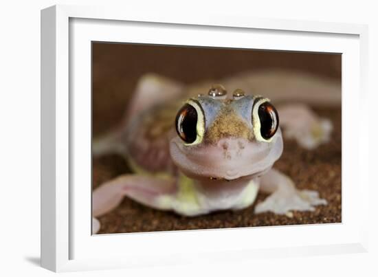 Palmato Gecko Close Up of the Head with Water Droplets-null-Framed Photographic Print