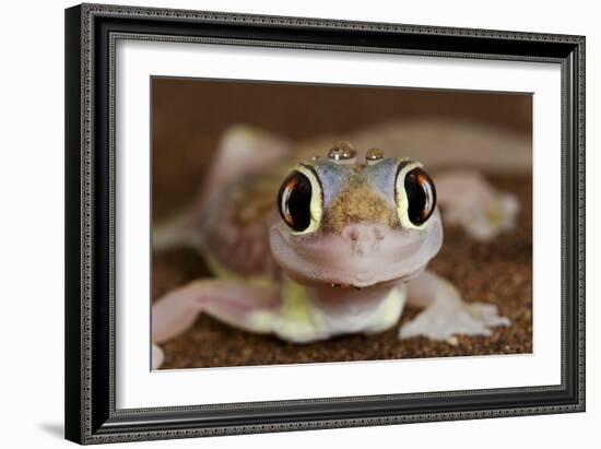 Palmato Gecko Close Up of the Head with Water Droplets-null-Framed Photographic Print