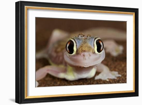 Palmato Gecko Close Up of the Head with Water Droplets-null-Framed Photographic Print