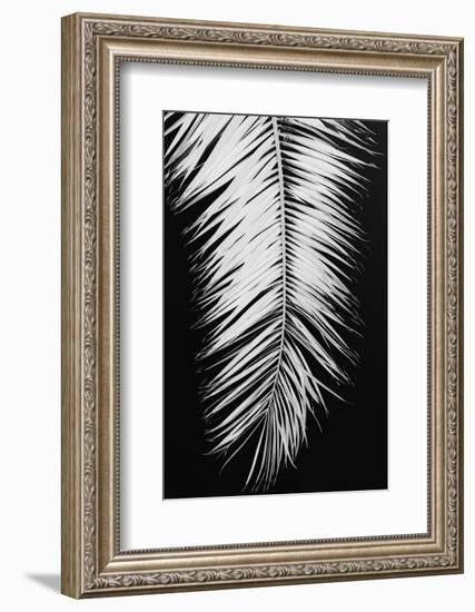 Palmblad_004-1x Studio III-Framed Photographic Print