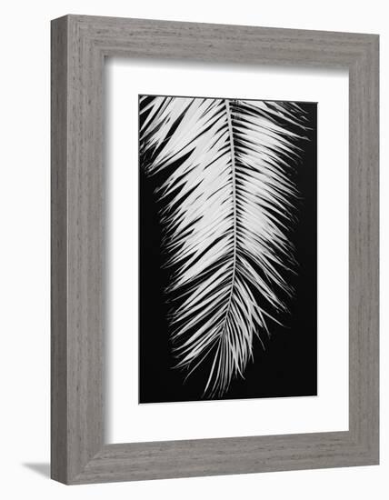 Palmblad_004-1x Studio III-Framed Photographic Print