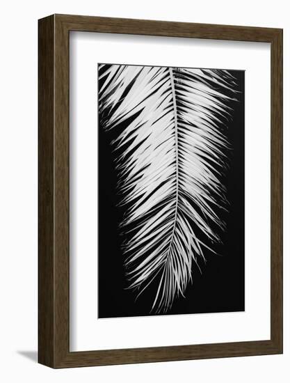 Palmblad_004-1x Studio III-Framed Photographic Print