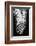 Palmblad_004-1x Studio III-Framed Photographic Print