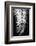 Palmblad_004-1x Studio III-Framed Photographic Print