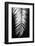 Palmblad_004-1x Studio III-Framed Photographic Print