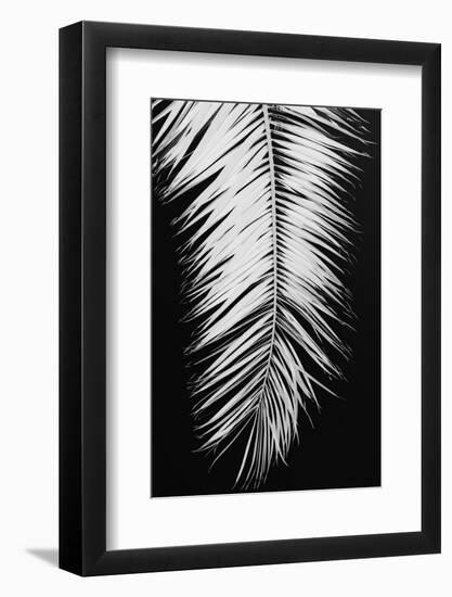 Palmblad_004-1x Studio III-Framed Photographic Print