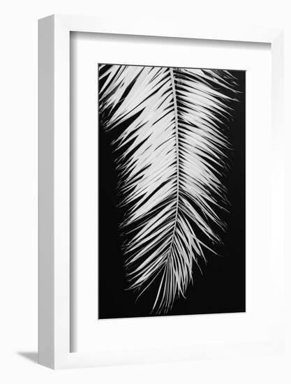 Palmblad_004-1x Studio III-Framed Photographic Print