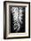 Palmblad_004-1x Studio III-Framed Photographic Print