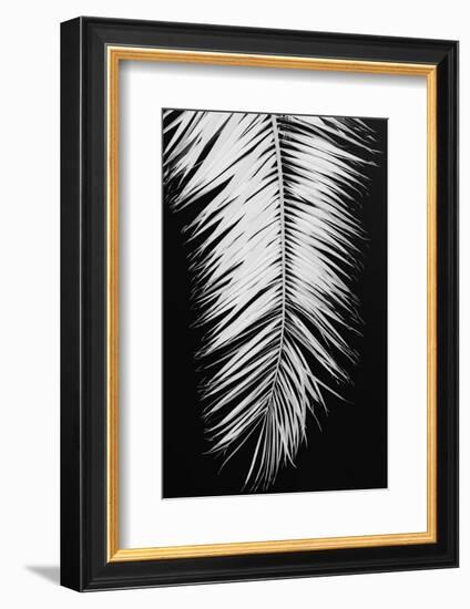 Palmblad_004-1x Studio III-Framed Photographic Print