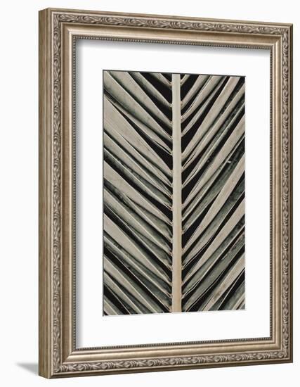 Palmblad_005-1x Studio III-Framed Photographic Print