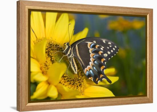 Palmedes Swallowtail Butterfly-Darrell Gulin-Framed Premier Image Canvas