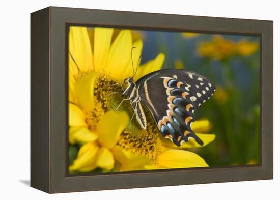 Palmedes Swallowtail Butterfly-Darrell Gulin-Framed Premier Image Canvas