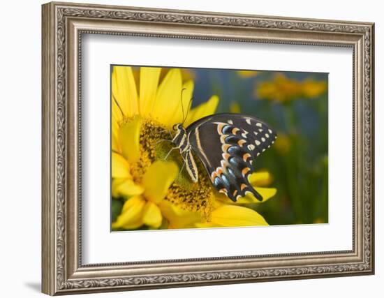 Palmedes Swallowtail Butterfly-Darrell Gulin-Framed Photographic Print