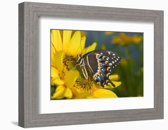 Palmedes Swallowtail Butterfly-Darrell Gulin-Framed Photographic Print