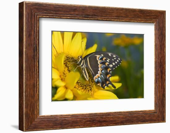 Palmedes Swallowtail Butterfly-Darrell Gulin-Framed Photographic Print