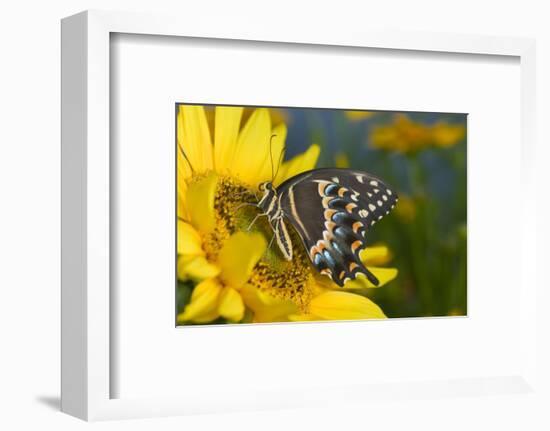 Palmedes Swallowtail Butterfly-Darrell Gulin-Framed Photographic Print