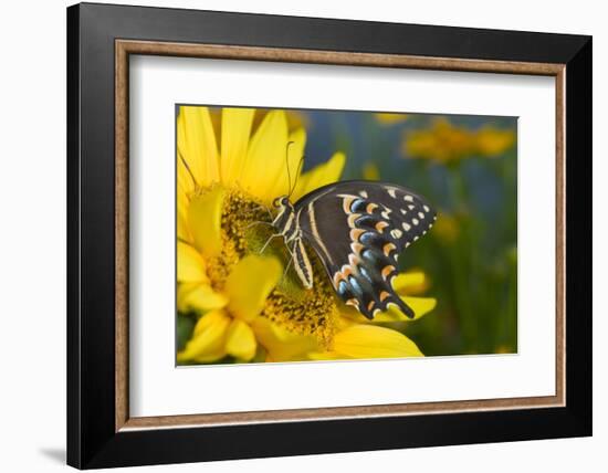 Palmedes Swallowtail Butterfly-Darrell Gulin-Framed Photographic Print